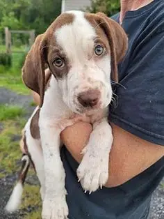 Treeing Walker Coonhound Puppies for Adoption