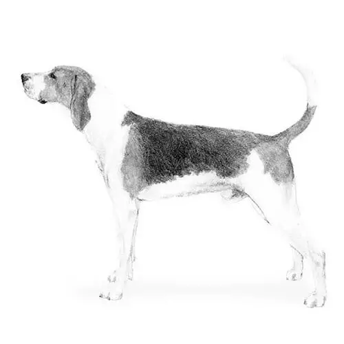 Treeing Walker Coonhound Puppies for Adoption
