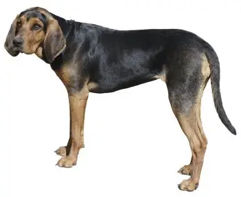 Black and Tan Coon Hound Puppies A Comprehensive Guide to This Loyal and Energetic Breed