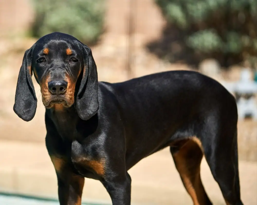 Black and Tan Coon Hound Puppies A Comprehensive Guide to This Loyal and Energetic Breed