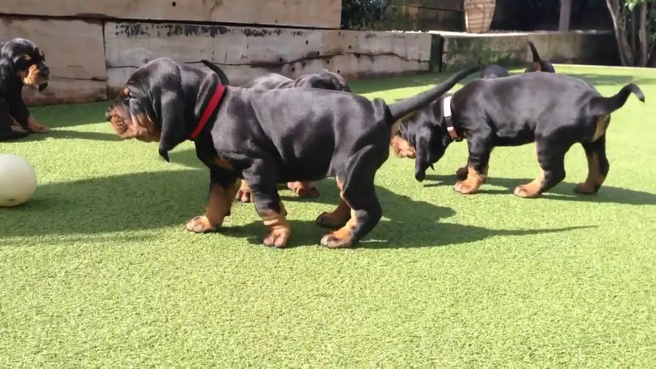 Black and Tan Coon Hound Puppies A Comprehensive Guide to This Loyal and Energetic Breed