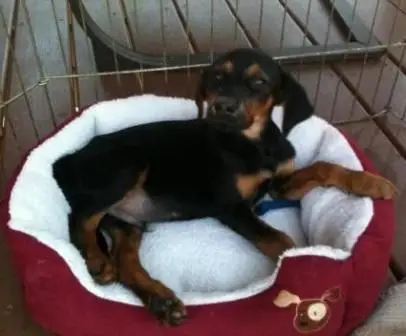 Black and Tan Coon Hound Puppies A Comprehensive Guide to This Loyal and Energetic Breed