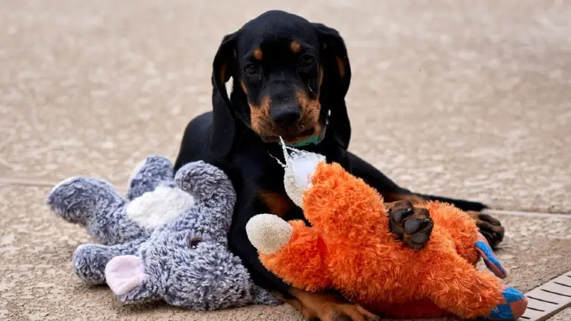 Black and Tan Coon Hound Puppies A Comprehensive Guide to This Loyal and Energetic Breed