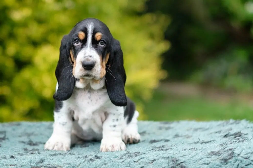 Basset Hound Free to Good Home