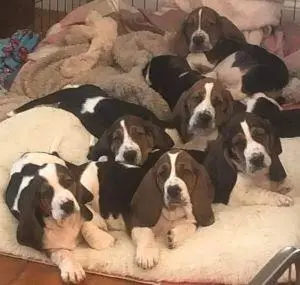 Basset Hound Free to Good Home