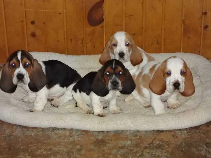 Basset Hound Free to Good Home