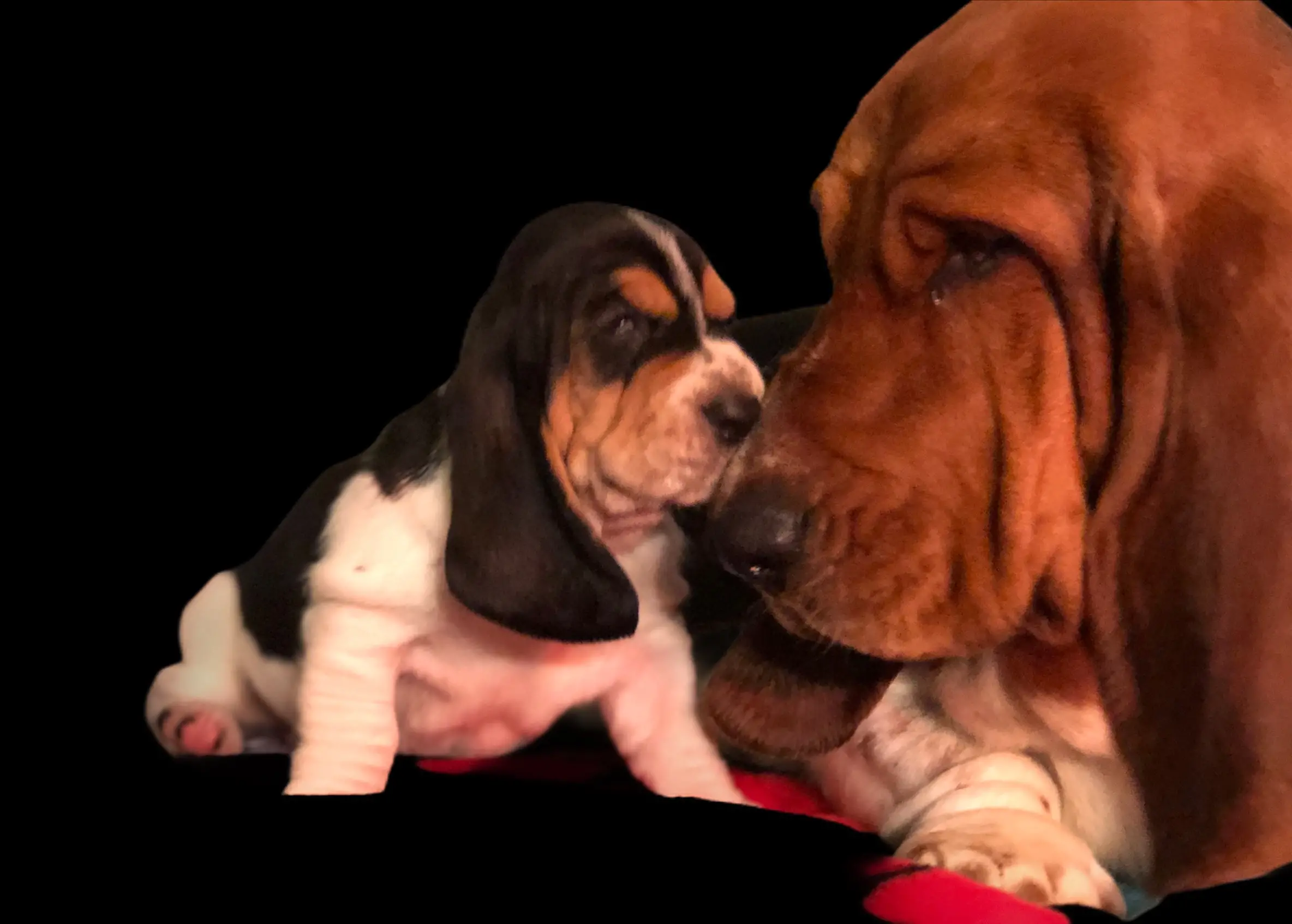 Basset Hound Free to Good Home