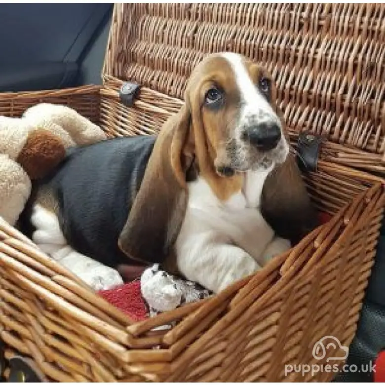 Basset Hound Free to Good Home