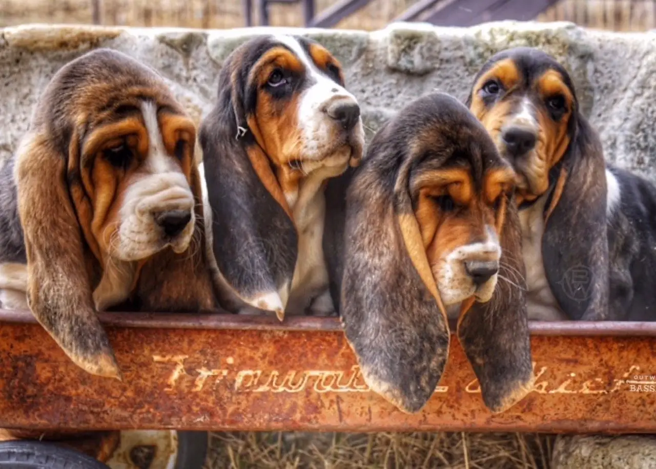 Basset Hound Free to Good Home