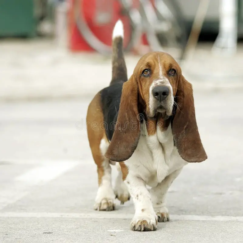 Basset Hound Free to Good Home