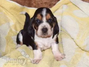Basset Hound Free to Good Home