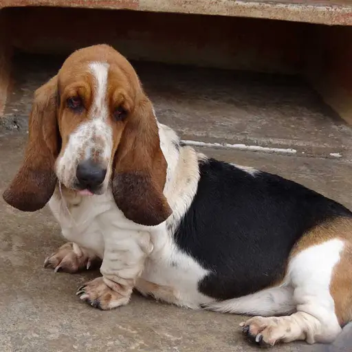 Basset Hound Free to Good Home