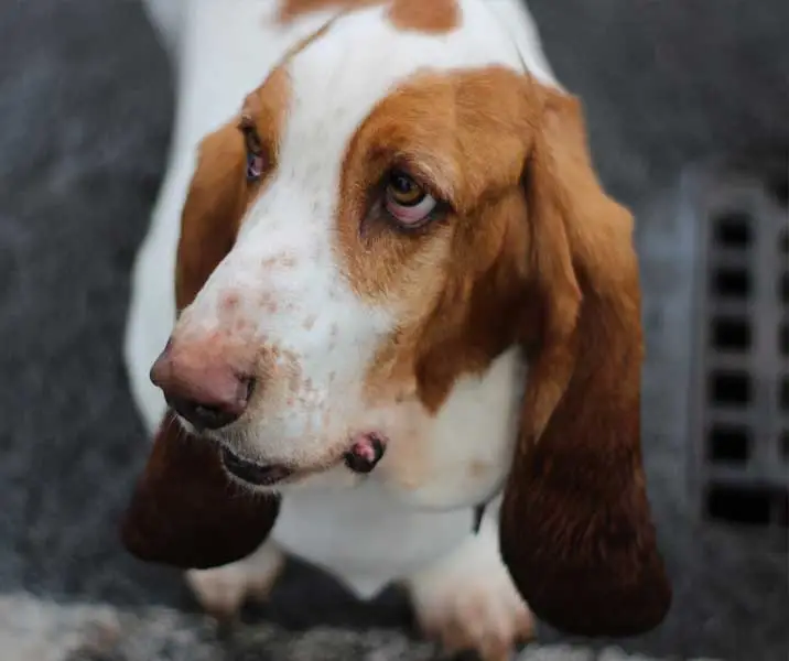 Basset Hound Free to Good Home