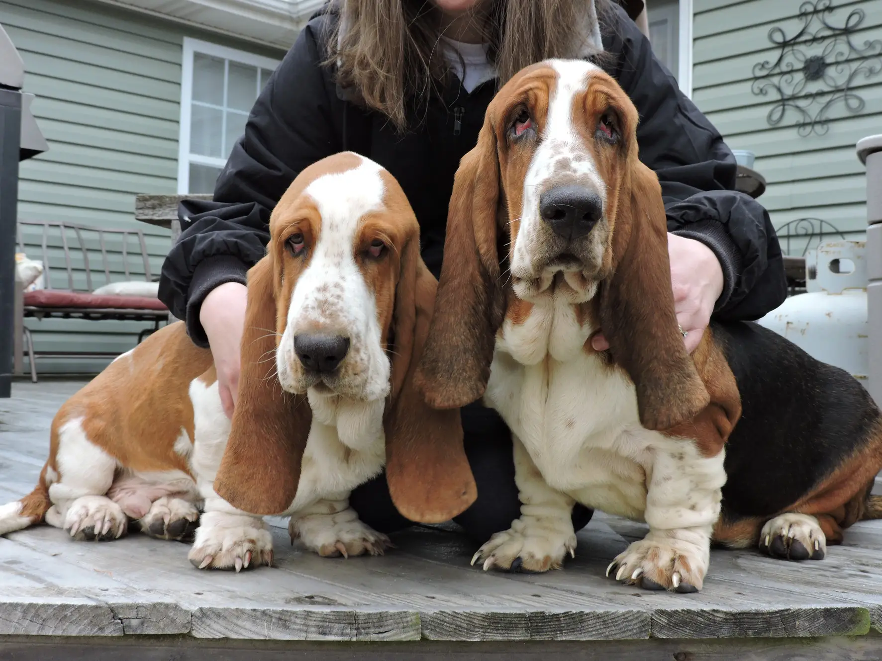Basset Hound Free to Good Home