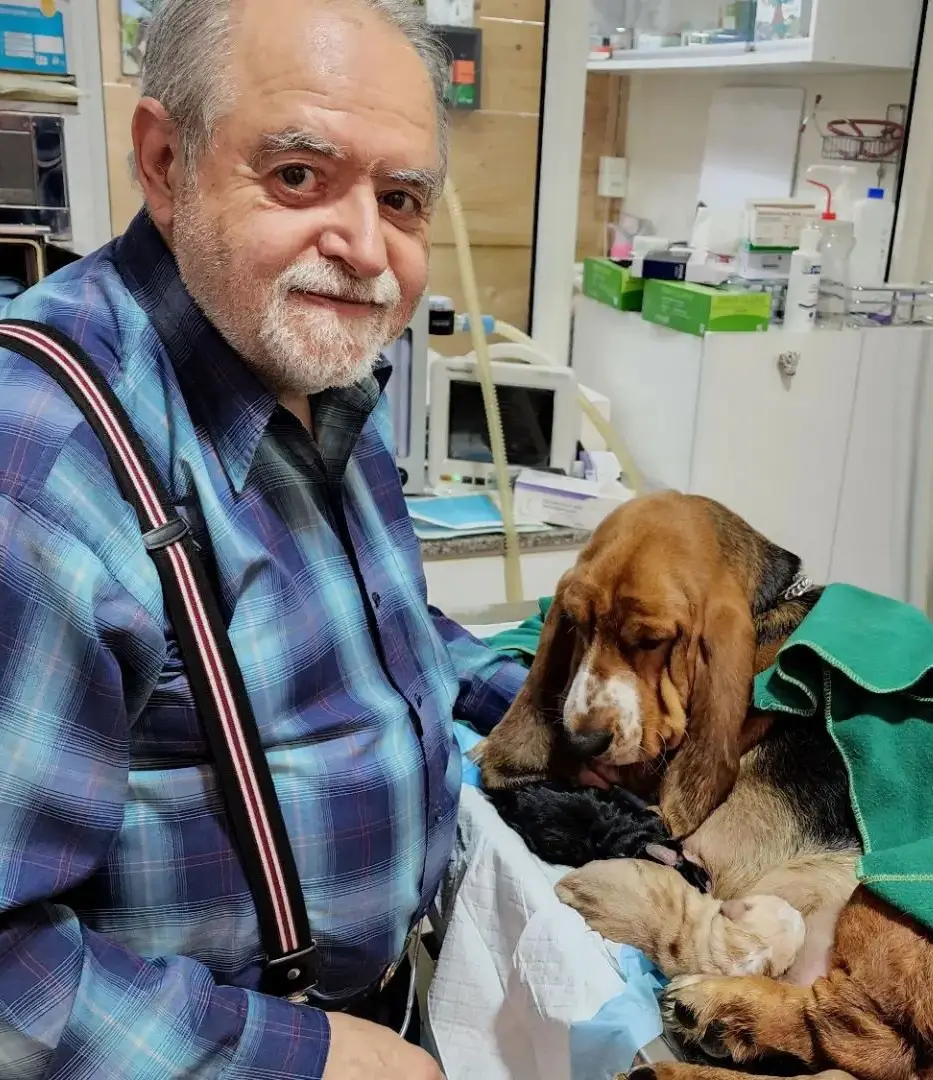 Basset Hound Free to Good Home