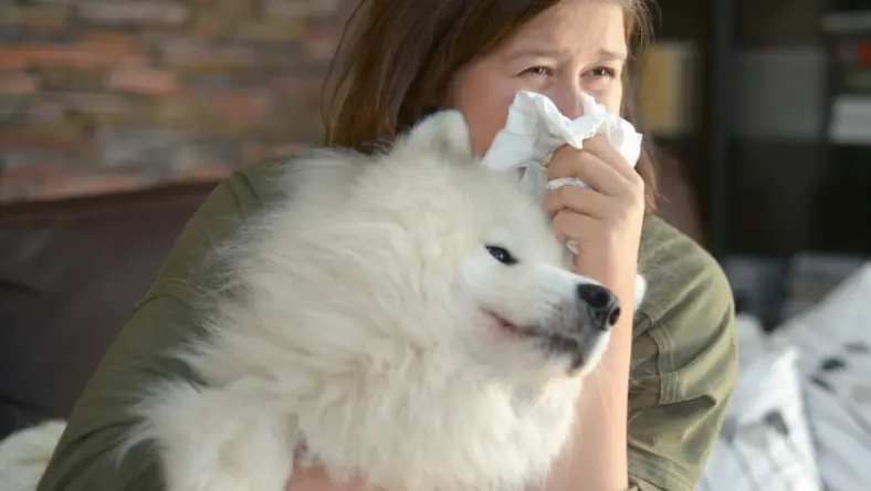 Mixed Breed Dogs That Are Hypoallergenic
