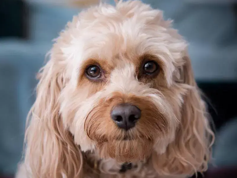 Mixed Breed Dogs That Are Hypoallergenic