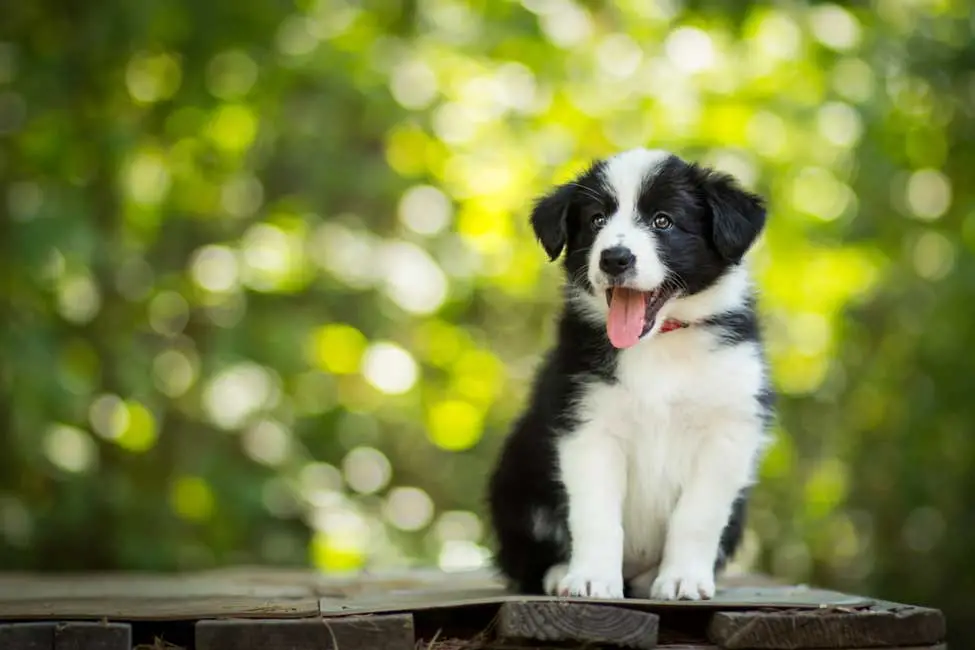 Mixed Breed Dogs That Are Hypoallergenic