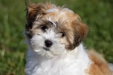 Mixed Breed Dogs That Are Hypoallergenic