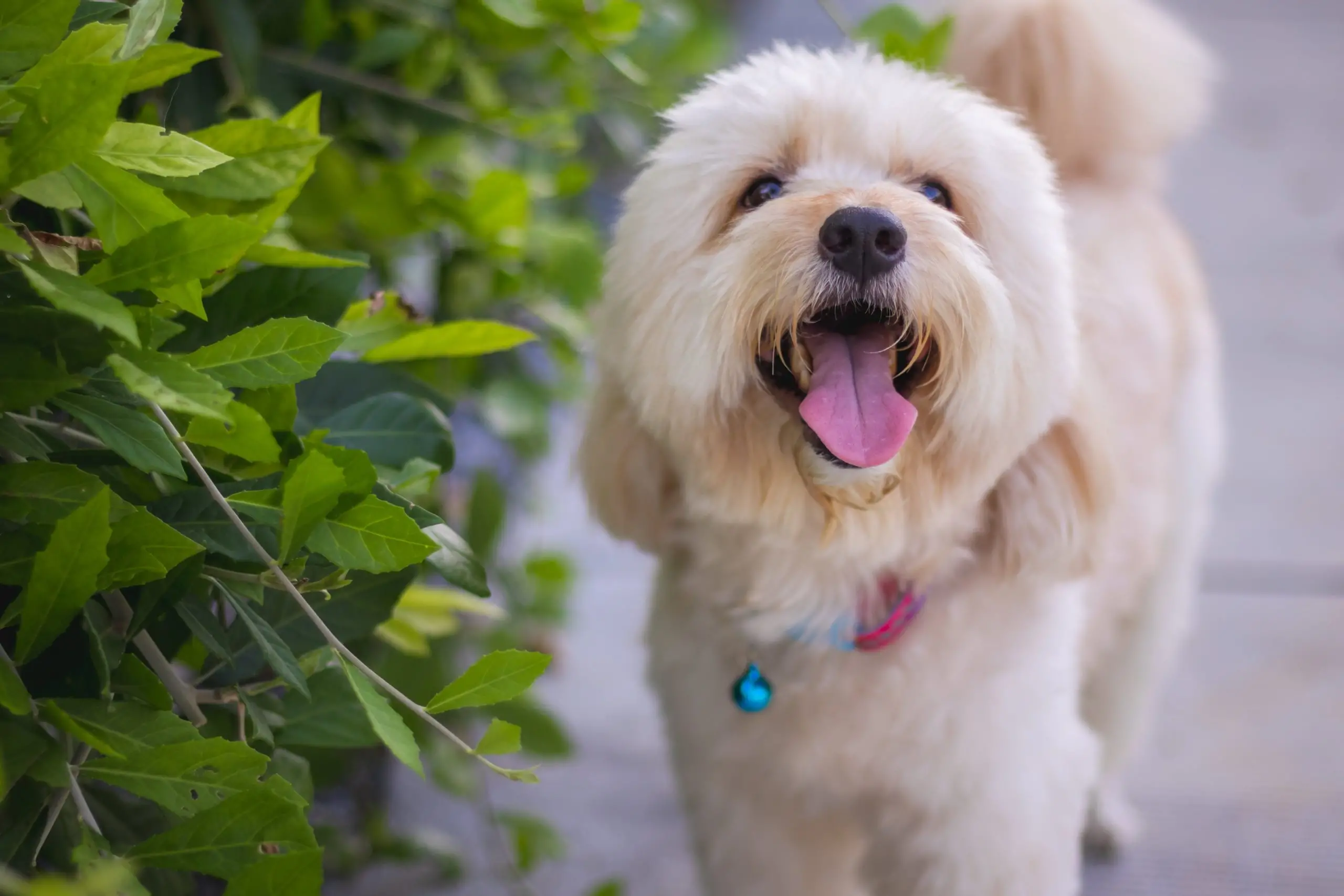 Mixed Breed Dogs That Are Hypoallergenic