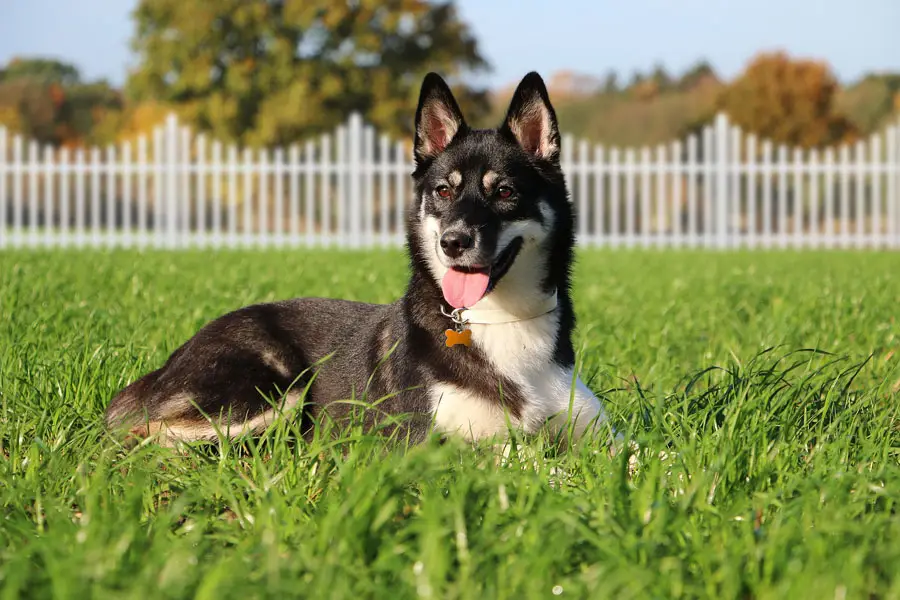 Mixed Breed Dogs That Are Hypoallergenic