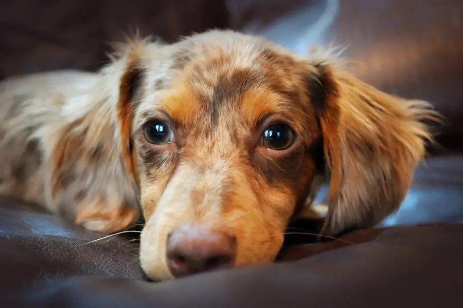 Mixed Breed Dogs That Are Hypoallergenic