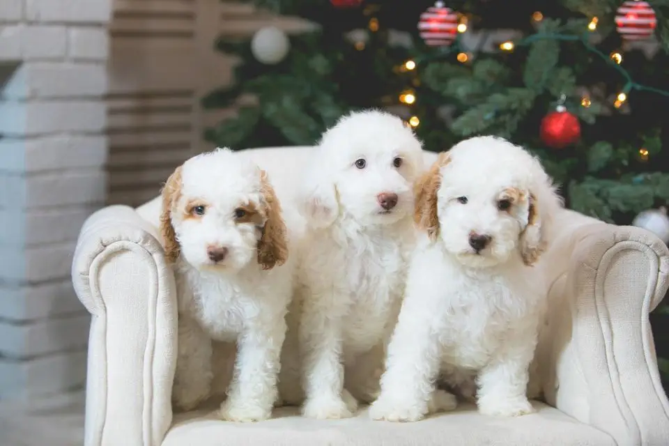 Mixed Breed Dogs That Are Hypoallergenic