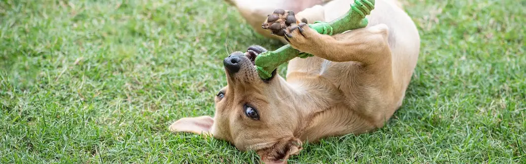 Mixed Breed Dogs That Are Hypoallergenic