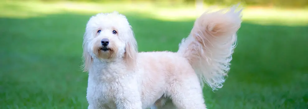 Mixed Breed Dogs That Are Hypoallergenic