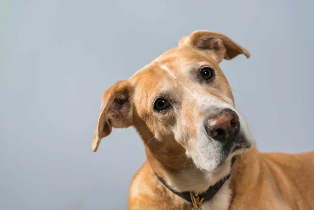 Mixed Breed Dogs That Are Hypoallergenic