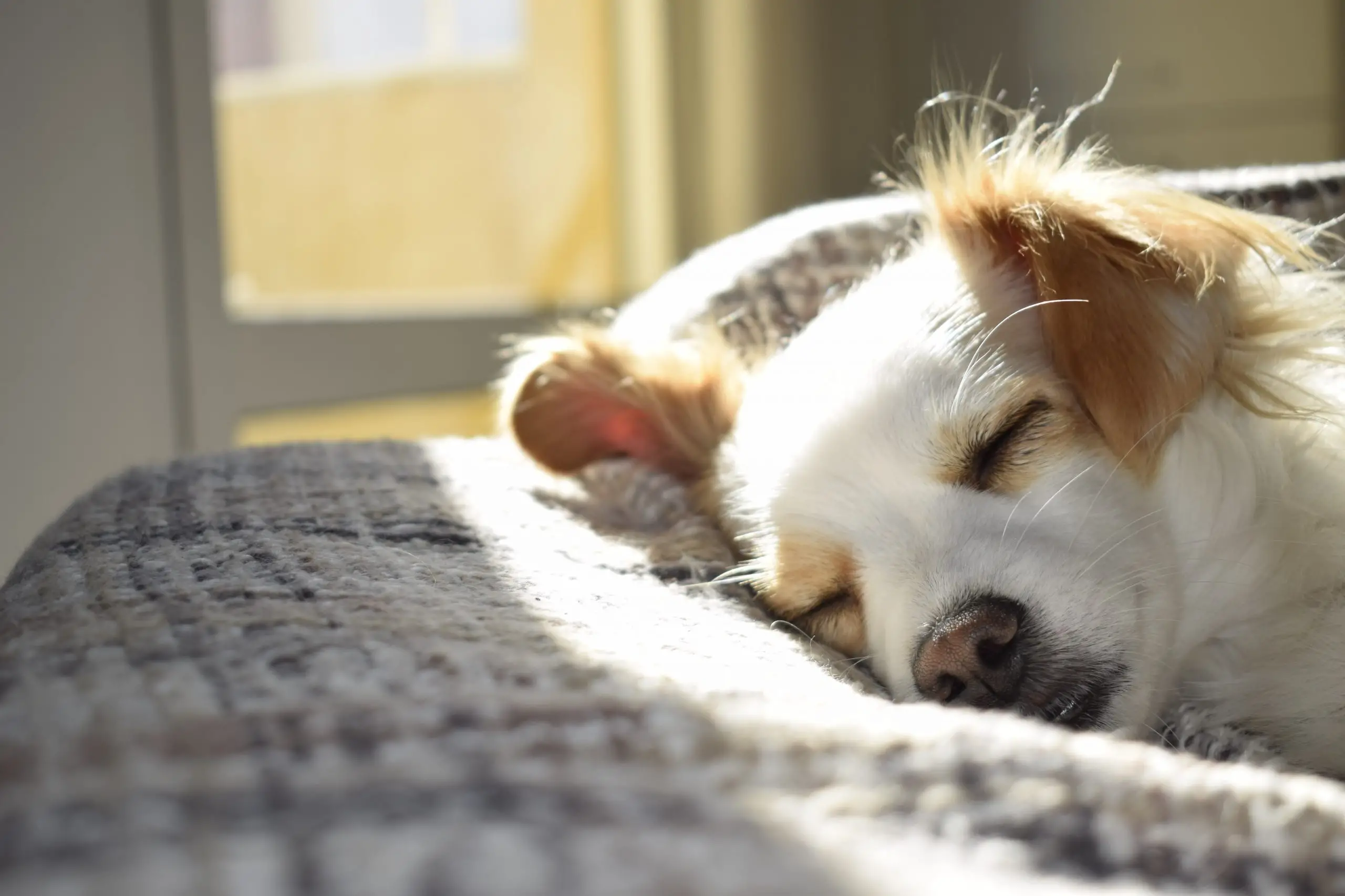Mixed Breed Dogs That Are Hypoallergenic