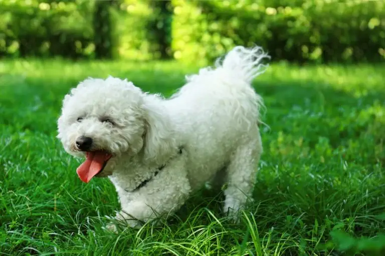 Mixed Breed Dogs That Are Hypoallergenic