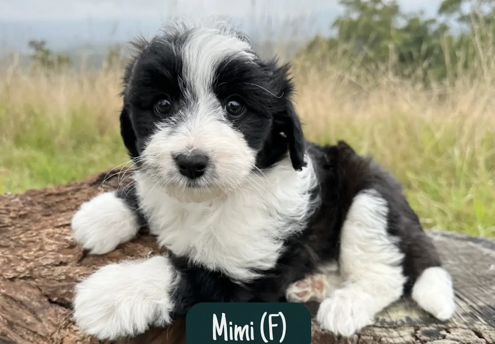 Mixed Breed Dogs That Are Hypoallergenic