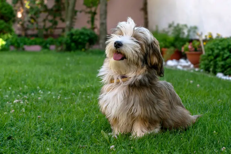 Mixed Breed Dogs That Are Hypoallergenic