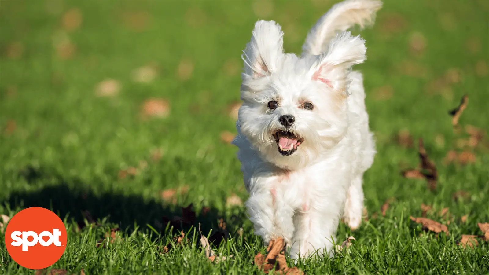 Mixed Breed Dogs That Are Hypoallergenic