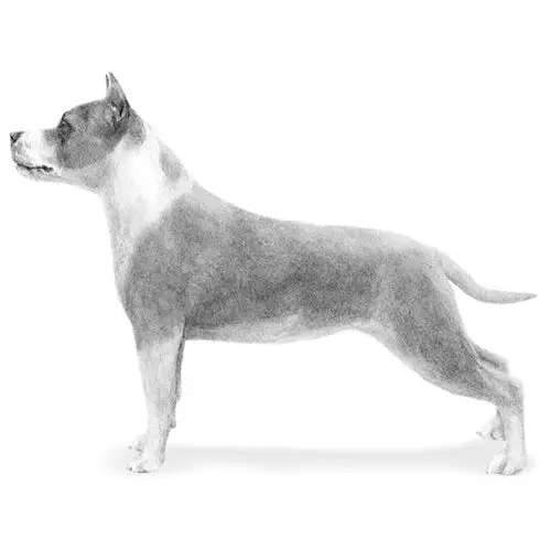 Black and White Pit Bull Terrier An Insightful Exploration