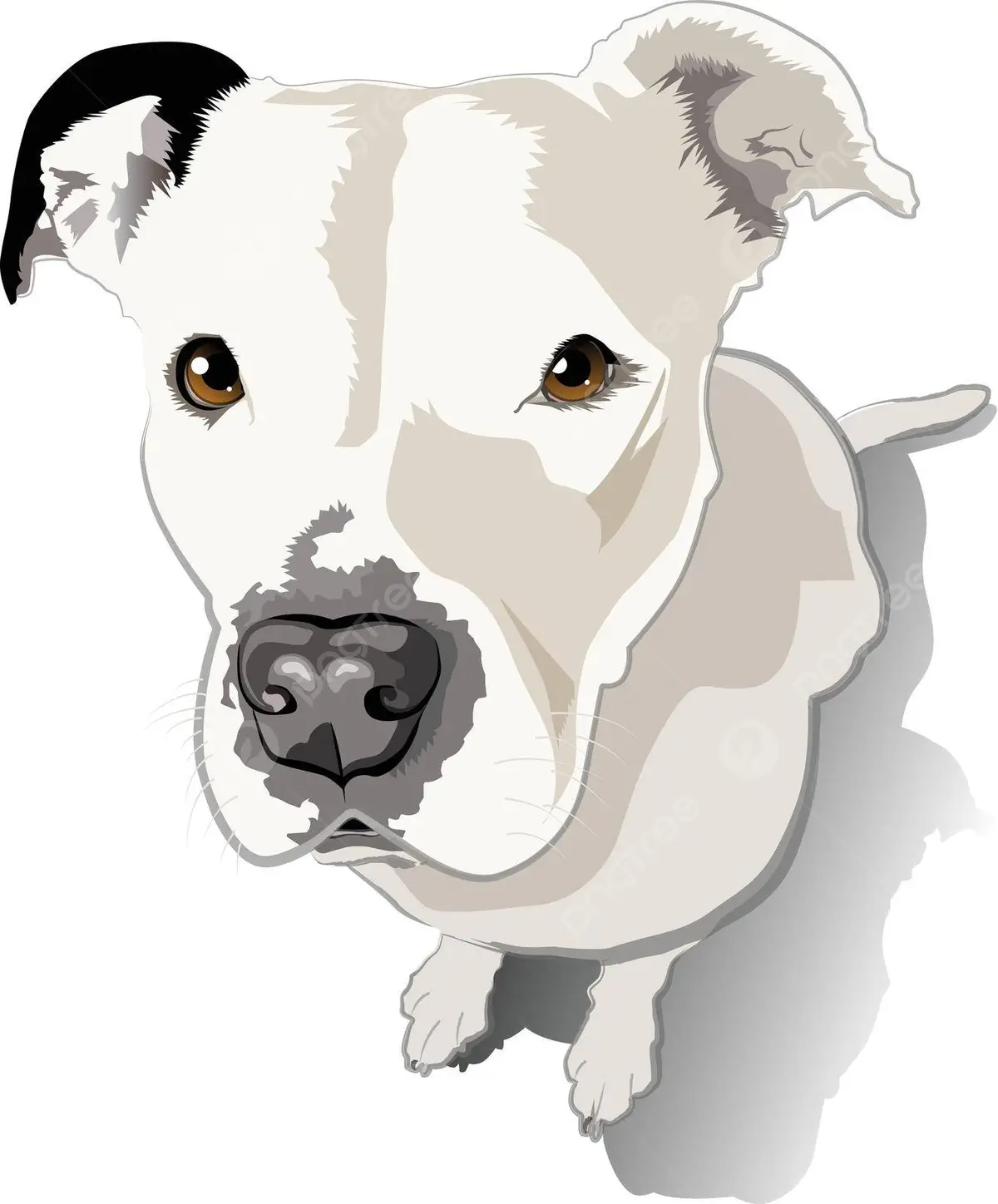 Black and White Pit Bull Terrier An Insightful Exploration