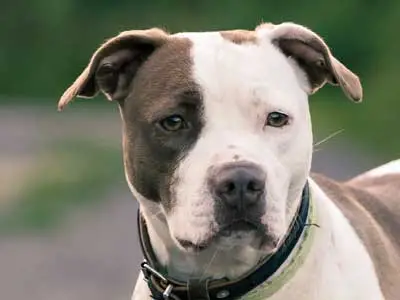 Black and White Pit Bull Terrier An Insightful Exploration