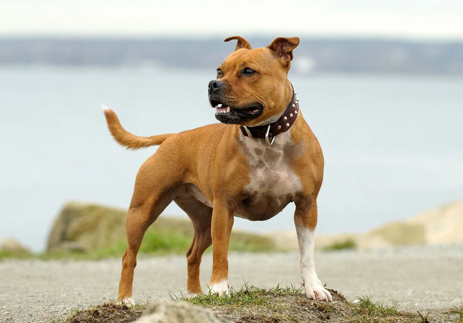 Black and White Pit Bull Terrier An Insightful Exploration