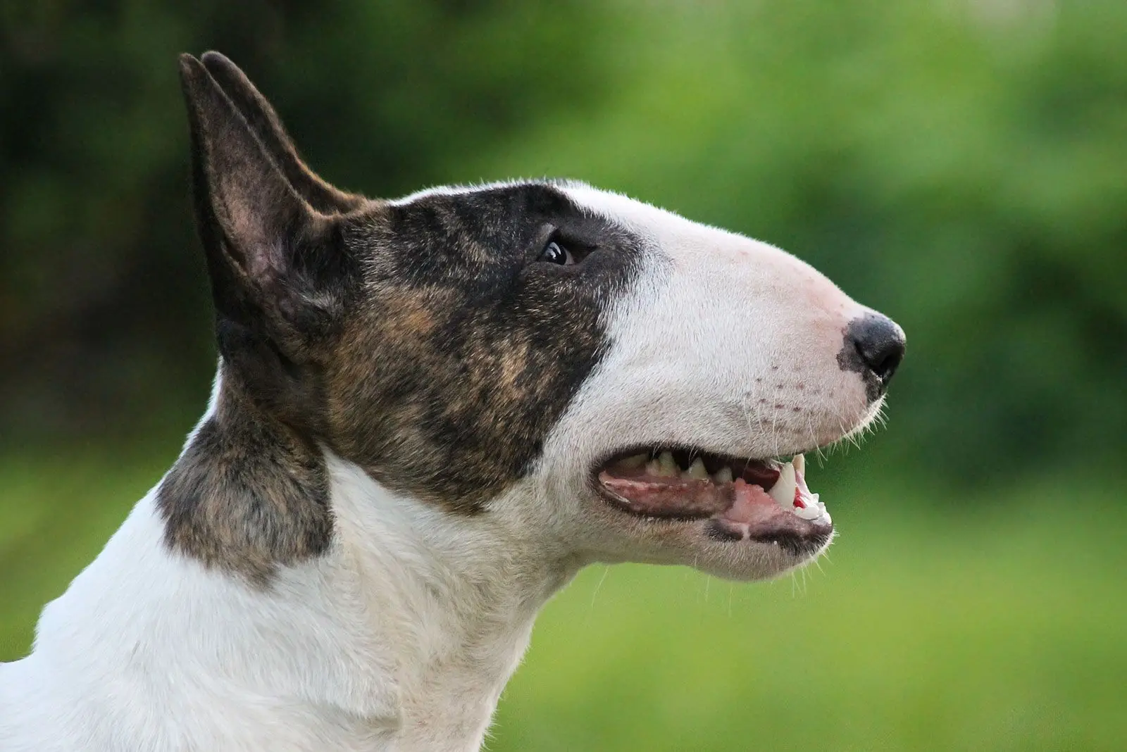 Black and White Pit Bull Terrier An Insightful Exploration