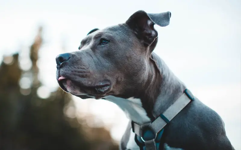 Black and White Pit Bull Terrier An Insightful Exploration