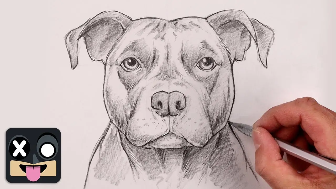 Black and White Pit Bull Terrier An Insightful Exploration
