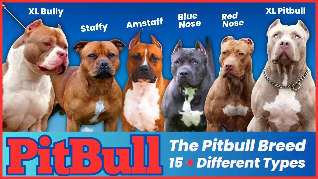 Black and White Pit Bull Terrier An Insightful Exploration