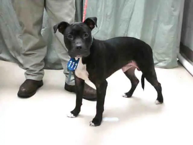 Black and White Pit Bull Terrier An Insightful Exploration