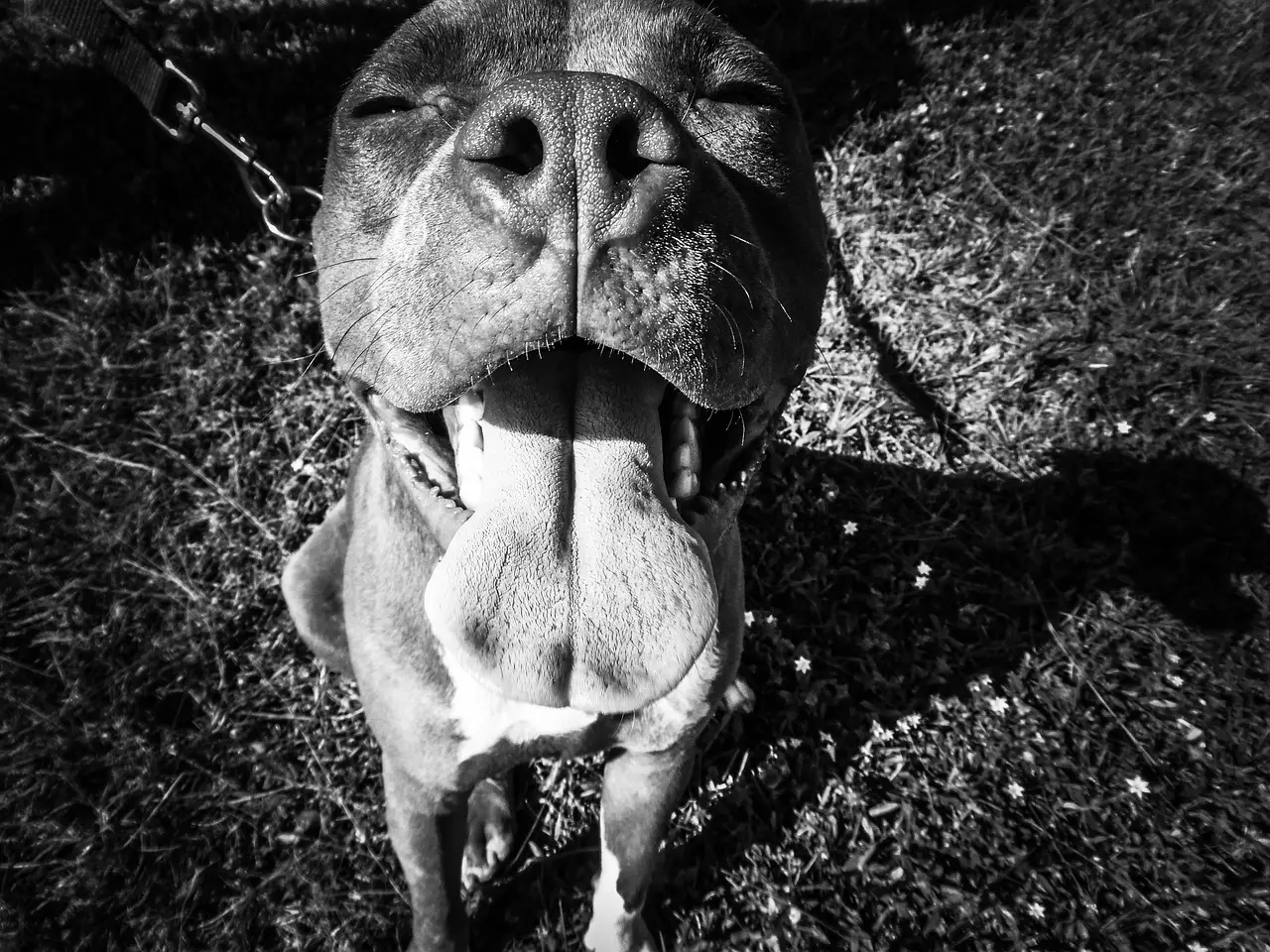 Black and White Pit Bull Terrier An Insightful Exploration
