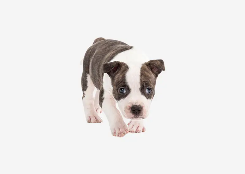 Black and White Pit Bull Terrier An Insightful Exploration