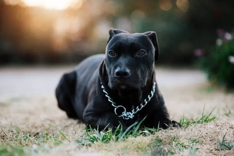 Black and White Pit Bull Terrier An Insightful Exploration