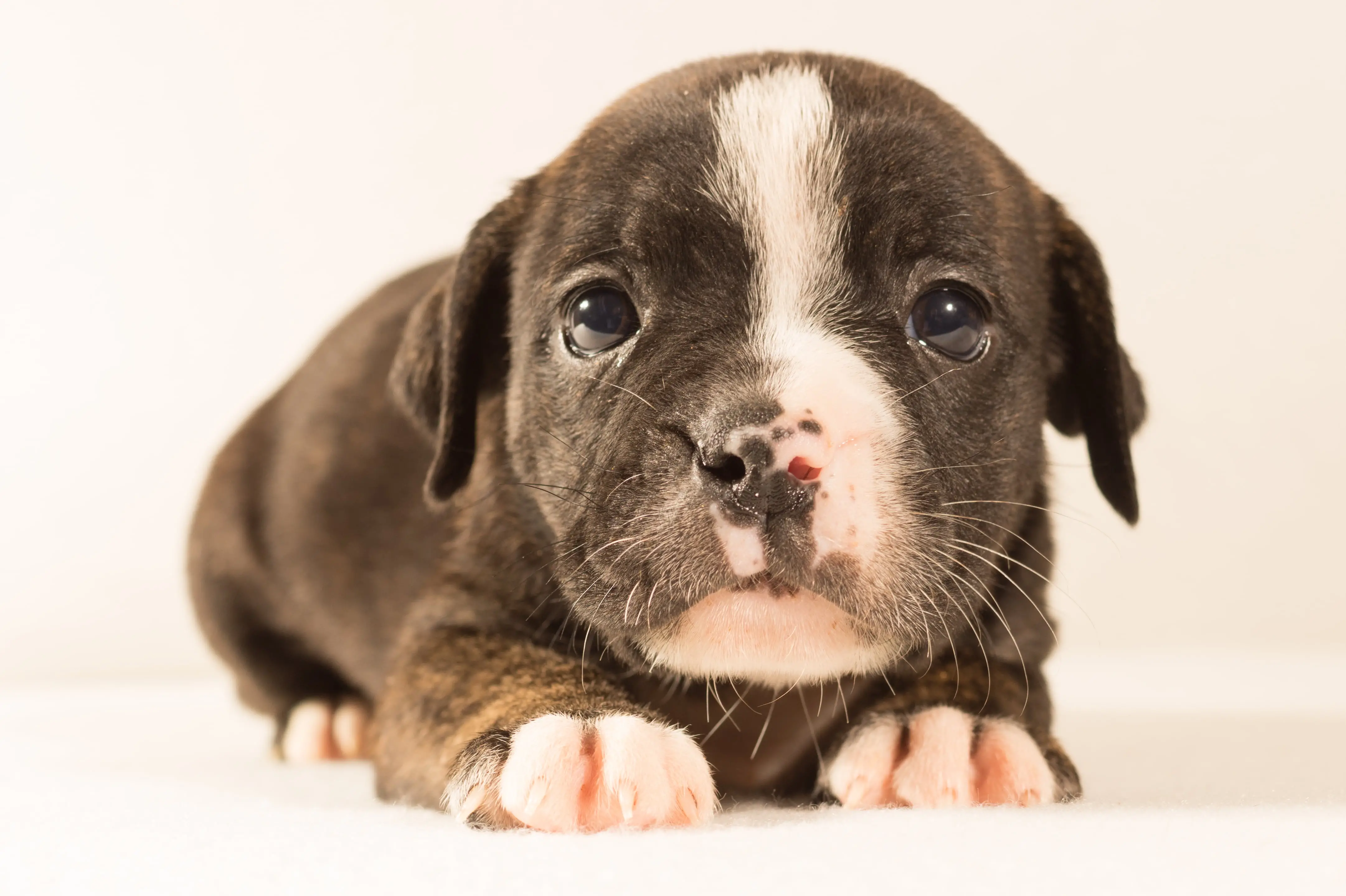 Black and White Pit Bull Terrier An Insightful Exploration