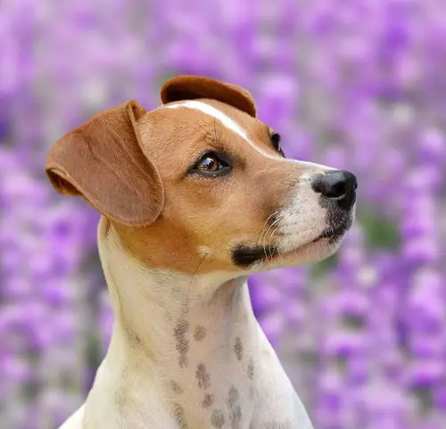Jack Russell Terrier Mixed with Chihuahua