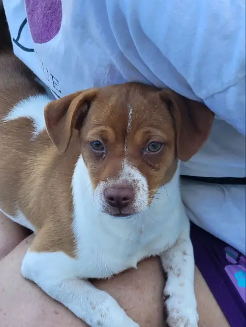 Jack Russell Terrier Mixed with Chihuahua